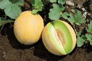 Pepene galben Cantaloupe Honeydew 