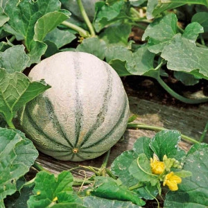 Pepene galben Cantalupo di Charentais - Img 4