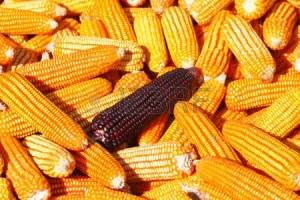 Porumb dulce Purple Corn - Img 2