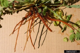 Rostopasca-Chelidonium Majus - Img 2