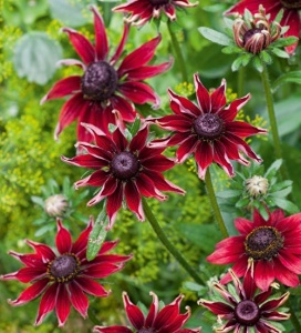 Rudbeckia Hirta Cherry Brandy