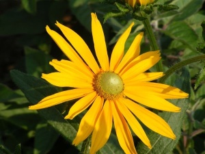 Rudbeckia Hirta Irish Eyes
