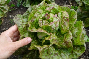 Salata Sanguine Amelioree