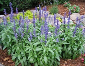 Salvia Farinacea Victoria Blue - Img 2