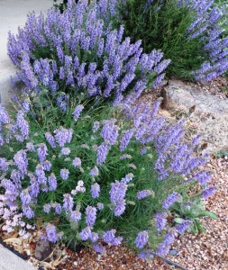 Salvia Jurisicii