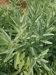 Salvia Off.Albiflora - Img 2