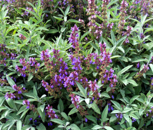 Salvia off.