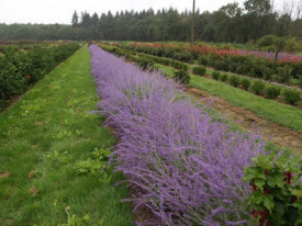 Salvia Rusa Perovskia Atriplicifolia