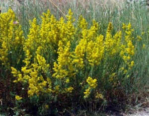 Sanziene galbene-Galium verum  - Img 2