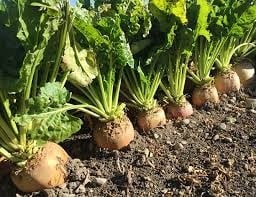 Sfecla furajera-Beta vulgaris