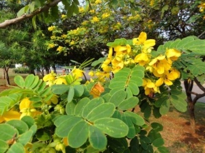 Siminichia-Cassia angustifolia