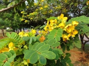 Siminichia-Cassia angustifolia - Img 3