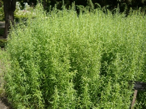 Tarhon-Artemisia dracunculus - Img 4