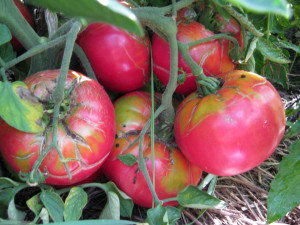 Tomate Brandywine Pink