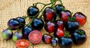 Tomate cherry Indigo Rose - Img 2