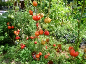 Tomate Coeur d'Albenga - Img 2