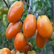 Tomate Orange Icicle - Img 3