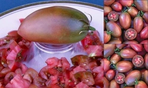 Tomate Purple Russian