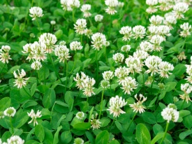 Trifoi alb pitic-Trifolium repens - Img 4
