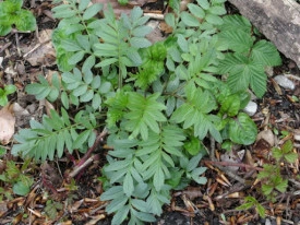 Valeriana-Valeriana officinalis - Img 2