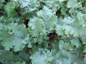 Varza Siberian Kale