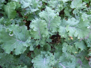 Varza Siberian Kale - Img 4