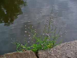 Verbena Officinalis