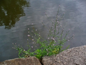 Verbena Officinalis - Img 2