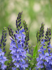 Veronica Teucrium Royal Blue