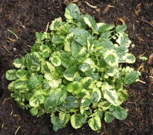 Winter Cress-Barbarea Vulgaris Variegata - Img 2