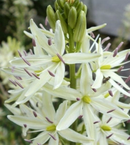 Zambila Indiana-Camassia Caerulea Alba