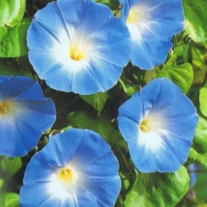 Zorele-Ipomoea Heavenly Blue
