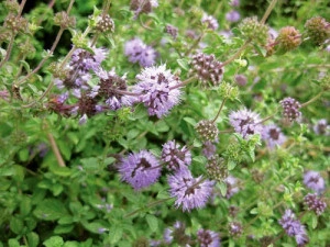  Busuiocul cerbilor-Mentha pulegium