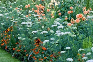 Ammi Visnaga-Marar salbatic - Img 3