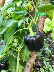 Ardei gras Black