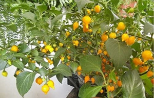 Ardei iute Pimenta de Bico Yellow -