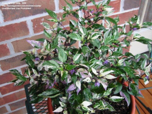 Ardei iute Tricolor variegata