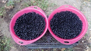 Aronia melanocarpa nero - Img 2