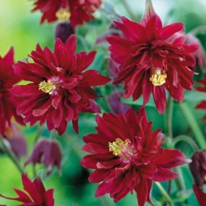Caldarusa-Aquilegia vulgaris Double Rubies