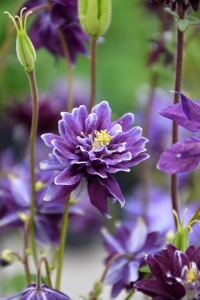 Caldarusa-Aquilengia vulgaris Christa Barlow