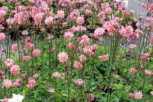 Caldarusa-Aquilengia vulgaris Rose Barlow