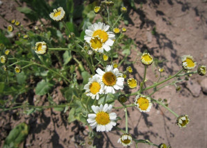 Calomfir-Tanacetum Balsamita