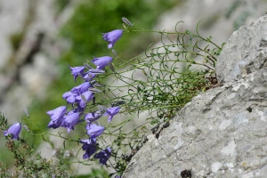 Campanula Rotundifolia - Img 5