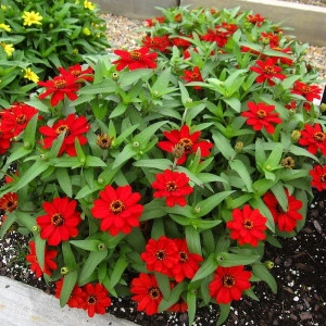 Carciumareasa Profusion double Red - Img 3