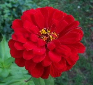 Carciumareasa Rosie