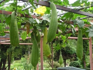 Castravete Luffa cylindrica - Img 5