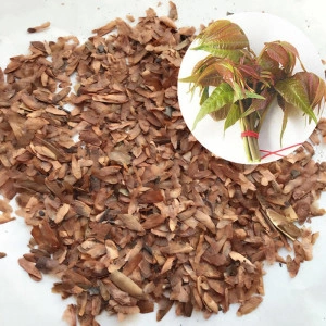 Cedru Chinezesc-Toona Sinensis - Img 4