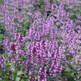 Cimbrisor-Thymus pulegioides Foxley - Img 3