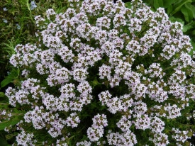 Cimbru Peren-Thymus Vulgaris
