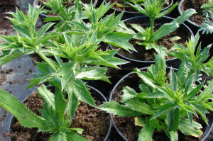 Coriandru Mexican-Eryngium Foetidum